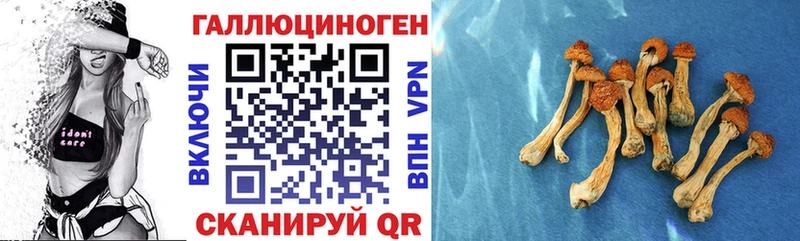Псилоцибиновые грибы Psilocybine cubensis  Купить закладки  Дубна 